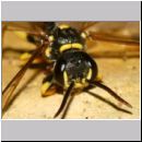 Mellinus arvensis - Kotwespe m04c 9mm Sandgrube Niedringhaussee-det.jpg